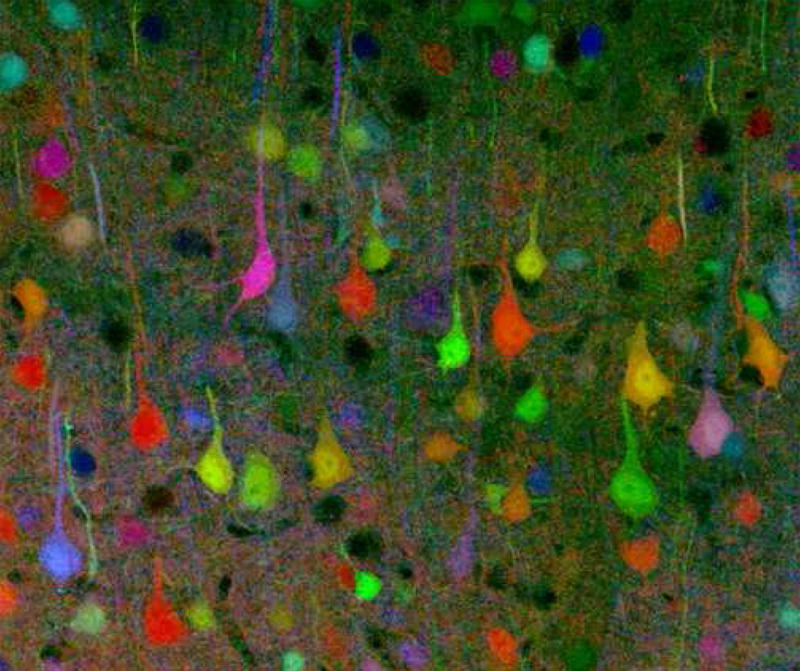 Neurones de souris marqués par fluorescence (« brainbow »). Stephen J. Smith / Wikimedia Commons, CC BY 3.0. Cette image ne provient pas des études citées.