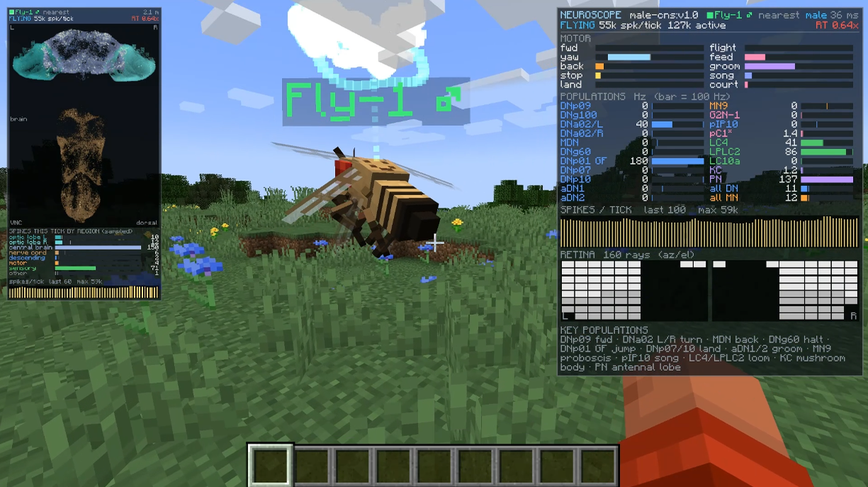 The MaleCNS connectome drives a fly in Minecraft. Left: brain activity; right: motor commands and the simulated retina. Screenshot from the open-source Fly Brain Minecraft project, parmarjh, 2026.