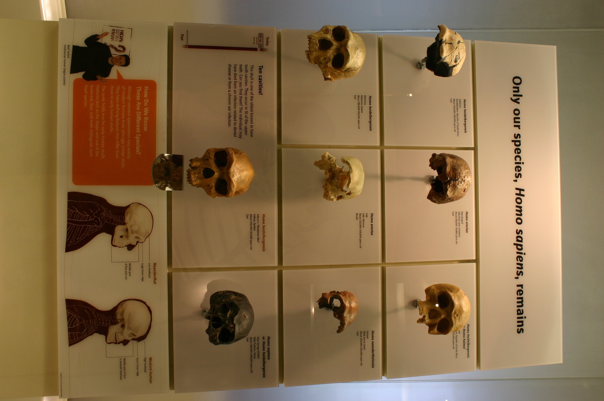 “Only our species, Homo sapiens, remains.” Hominin skull casts at the Smithsonian Institution. Photo: Ryan Somma, CC BY-SA, Wikimedia Commons.