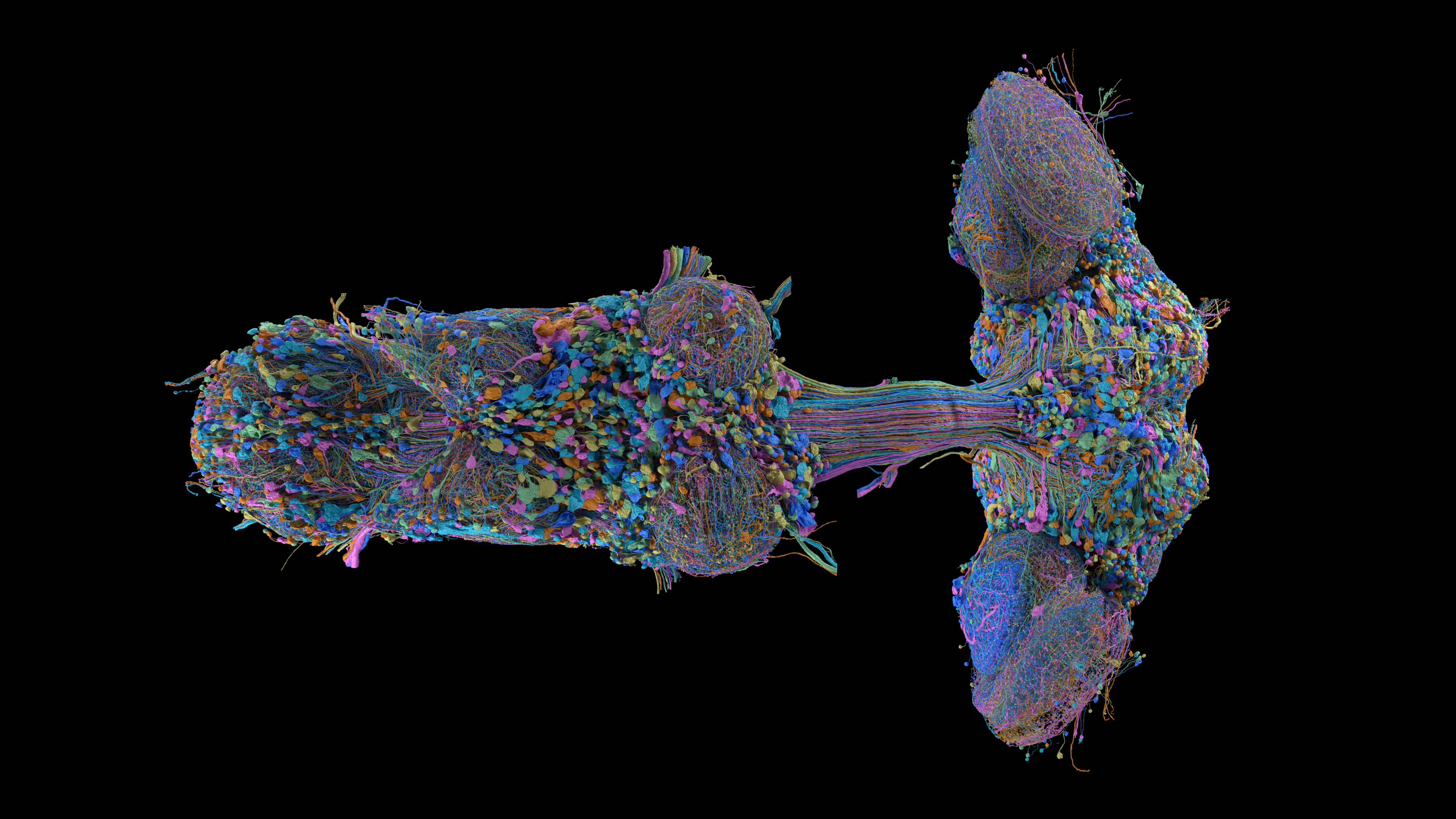 One representative of each MaleCNS neuron type. FlyEM/Janelia/Cambridge/Google, CC BY 4.0.