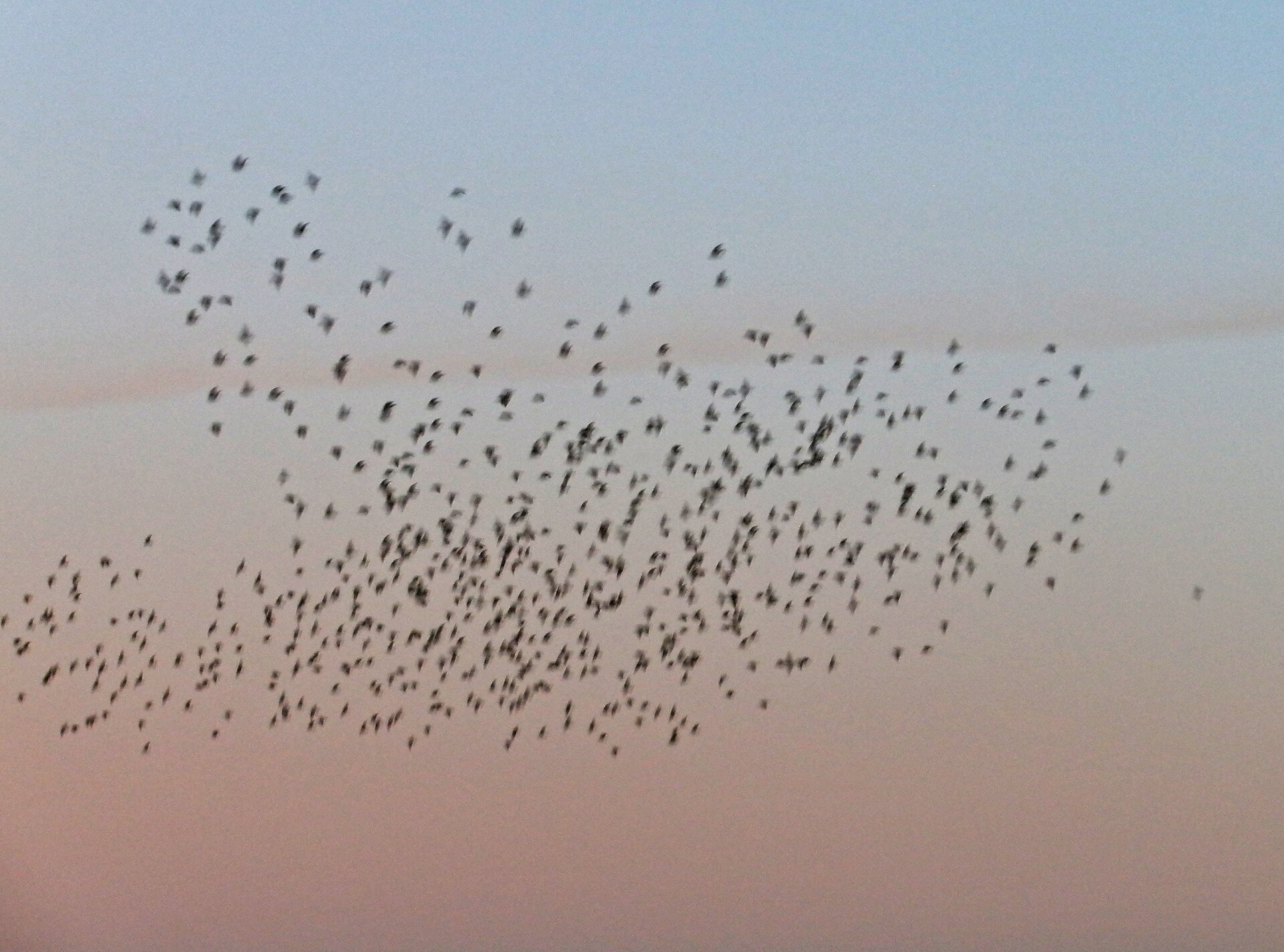 Vol collectif d’étourneaux. Photographie d’Amanda Slater / Wikimedia Commons, CC BY-SA 2.0. Une forme surgit de l’ajustement continu entre ses membres.