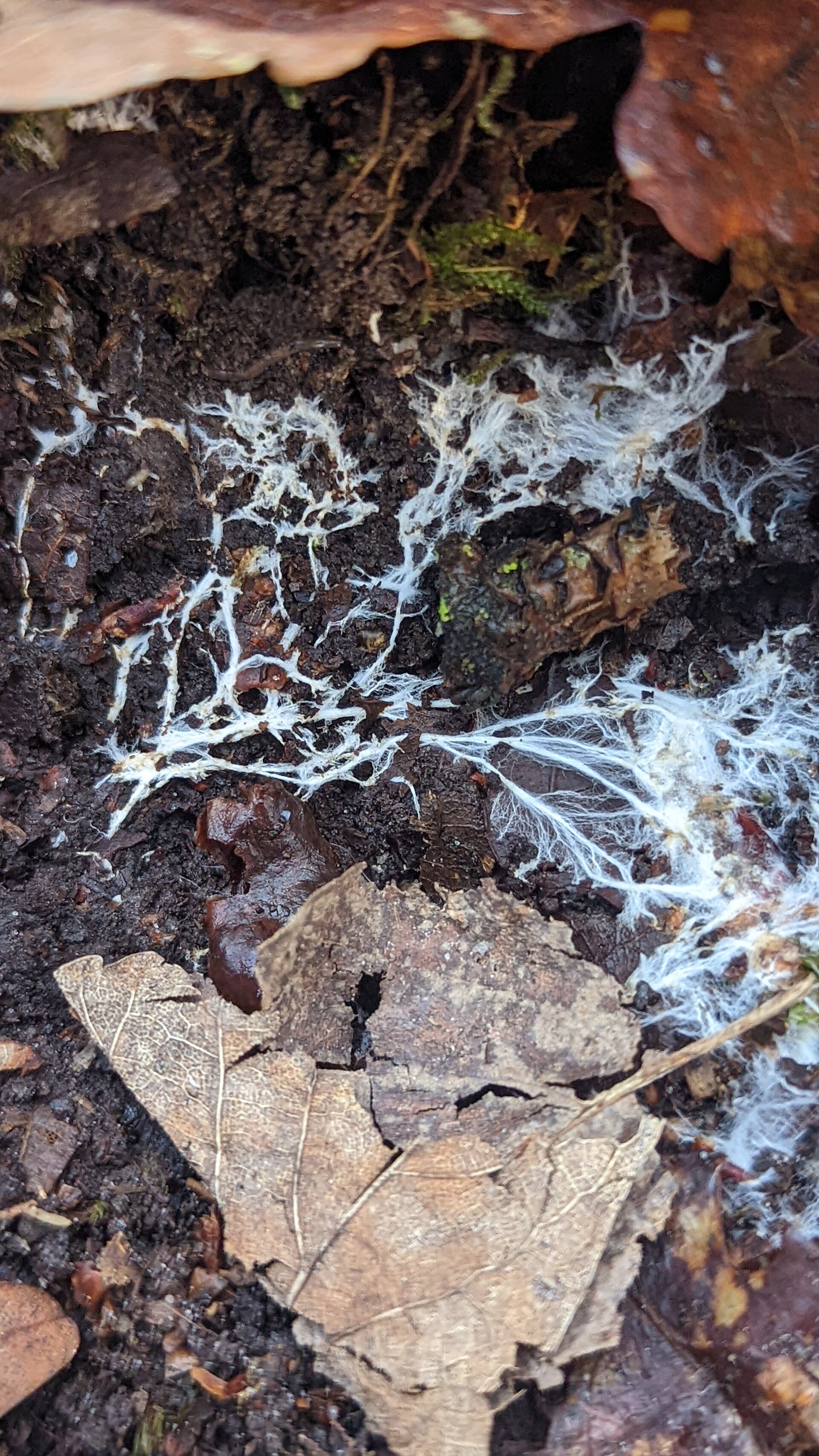 Mycélium dans le sol. Photographie de FungiFriendly / Wikimedia Commons, CC BY-SA 4.0. Une image matérielle de la pensée en réseau, non une analogie biologique de l’IA.