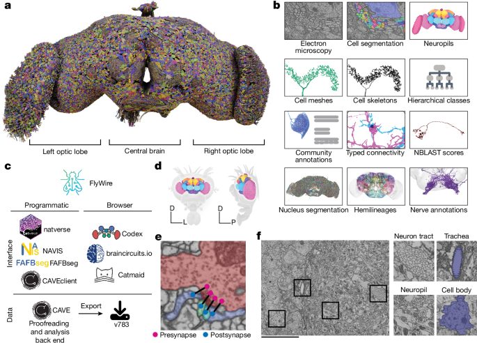 Diagramme neuronal complet du cerveau adulte de drosophile