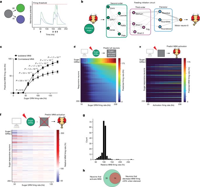 A Drosophila computational brain model