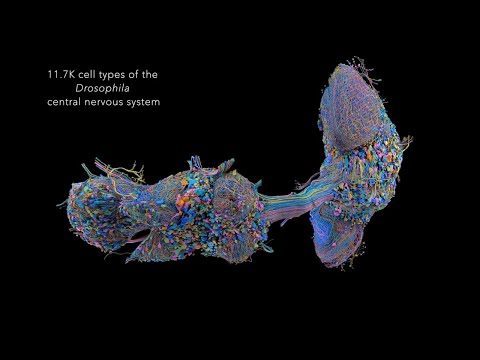 MaleCNS: all neuron cell types