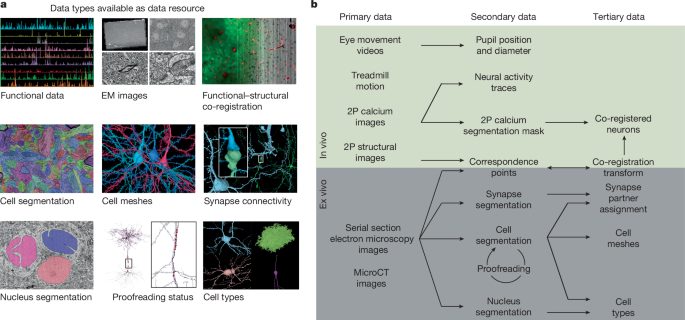 Connectomique du cortex visuel de souris